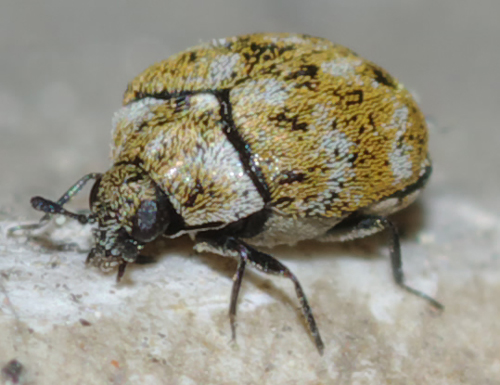 Anthrenus verbasci